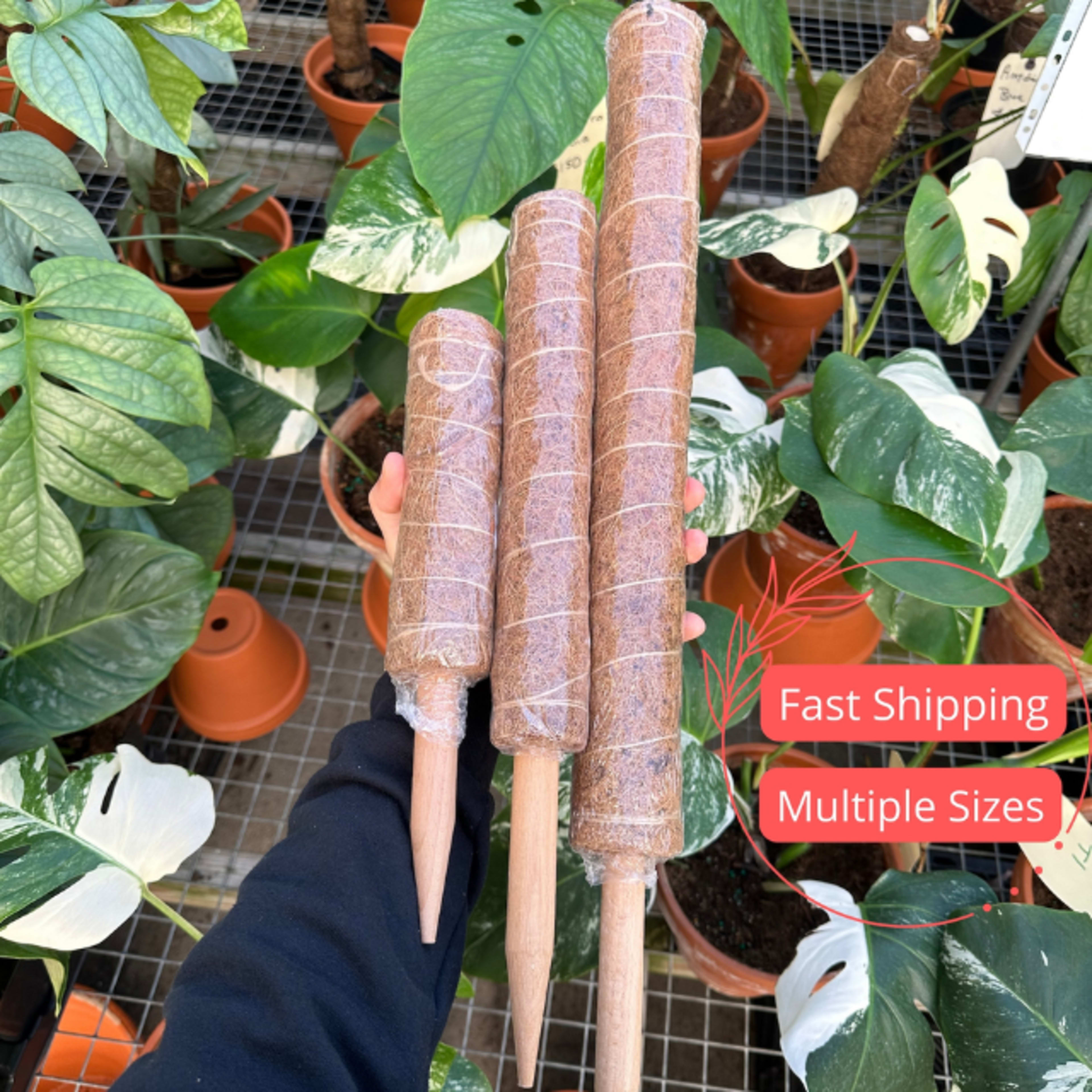 coir moss pole 2
