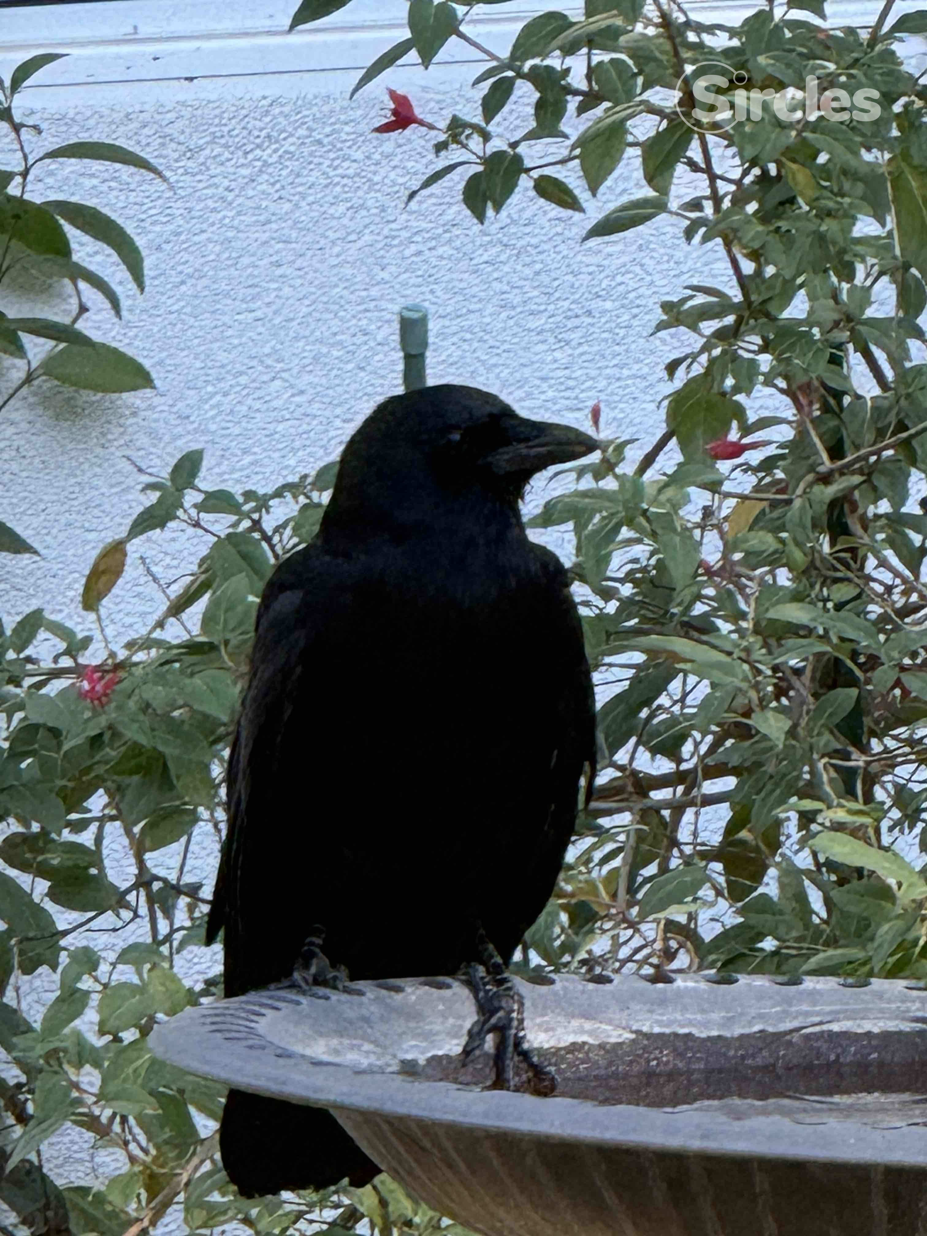Image message