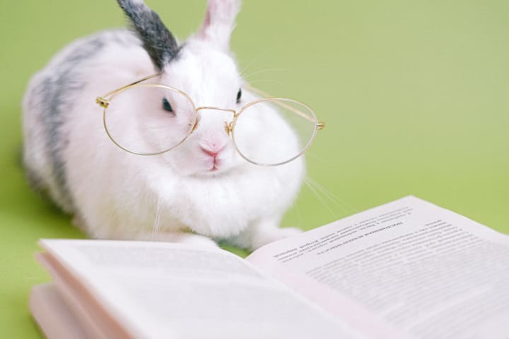 white rabbit against a light sage background