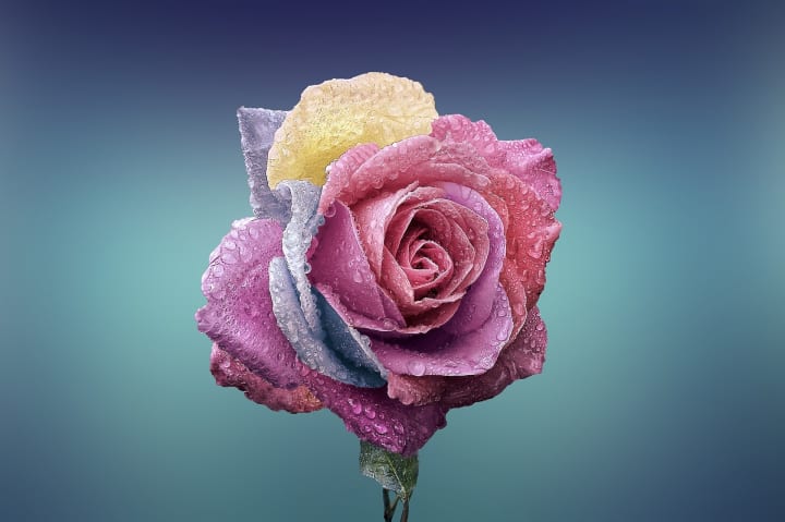 this image shows a soft pink rose agains a soft aquamarine background