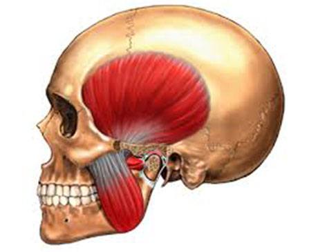 Jaw Muscles on a Human Skull