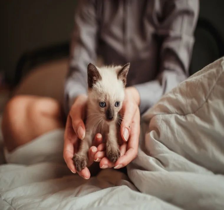 The Checklist You Need to Your New Kitten Home