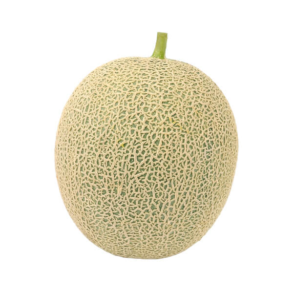 Musk Melon