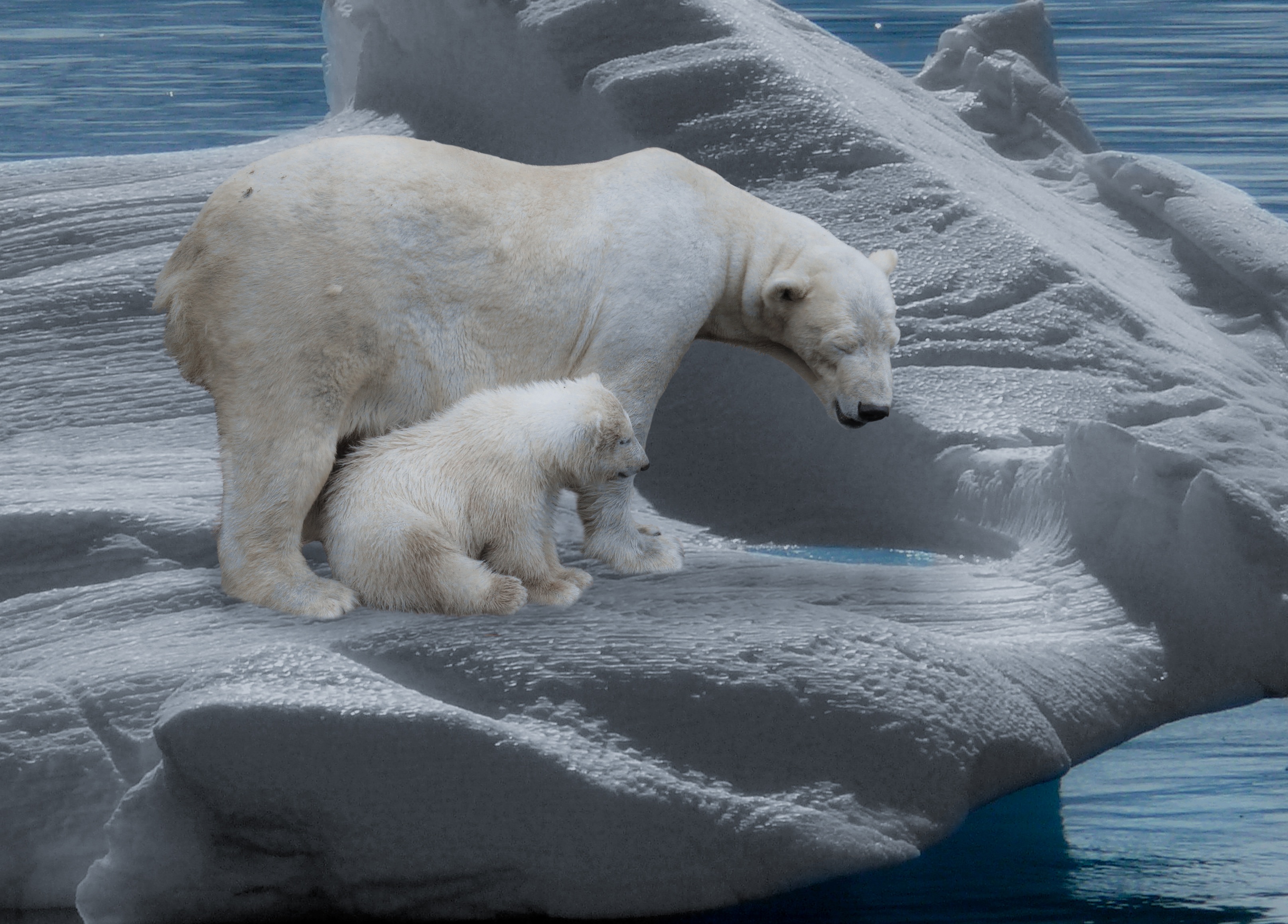 Polar bears face the gravest of existential threats: extinction.