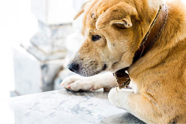 yaşlı köpek bakımı