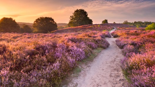 Blühende Lüneburger Heide mit dem Rad