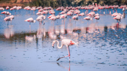 Ostern in der Provence & Camargue
