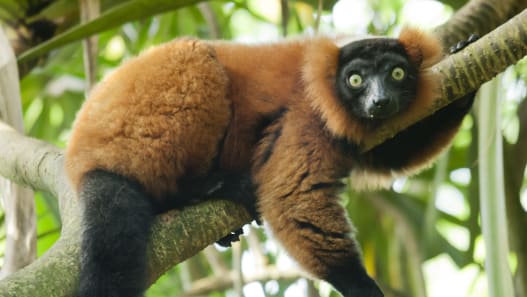 Madagaskar im Sommer