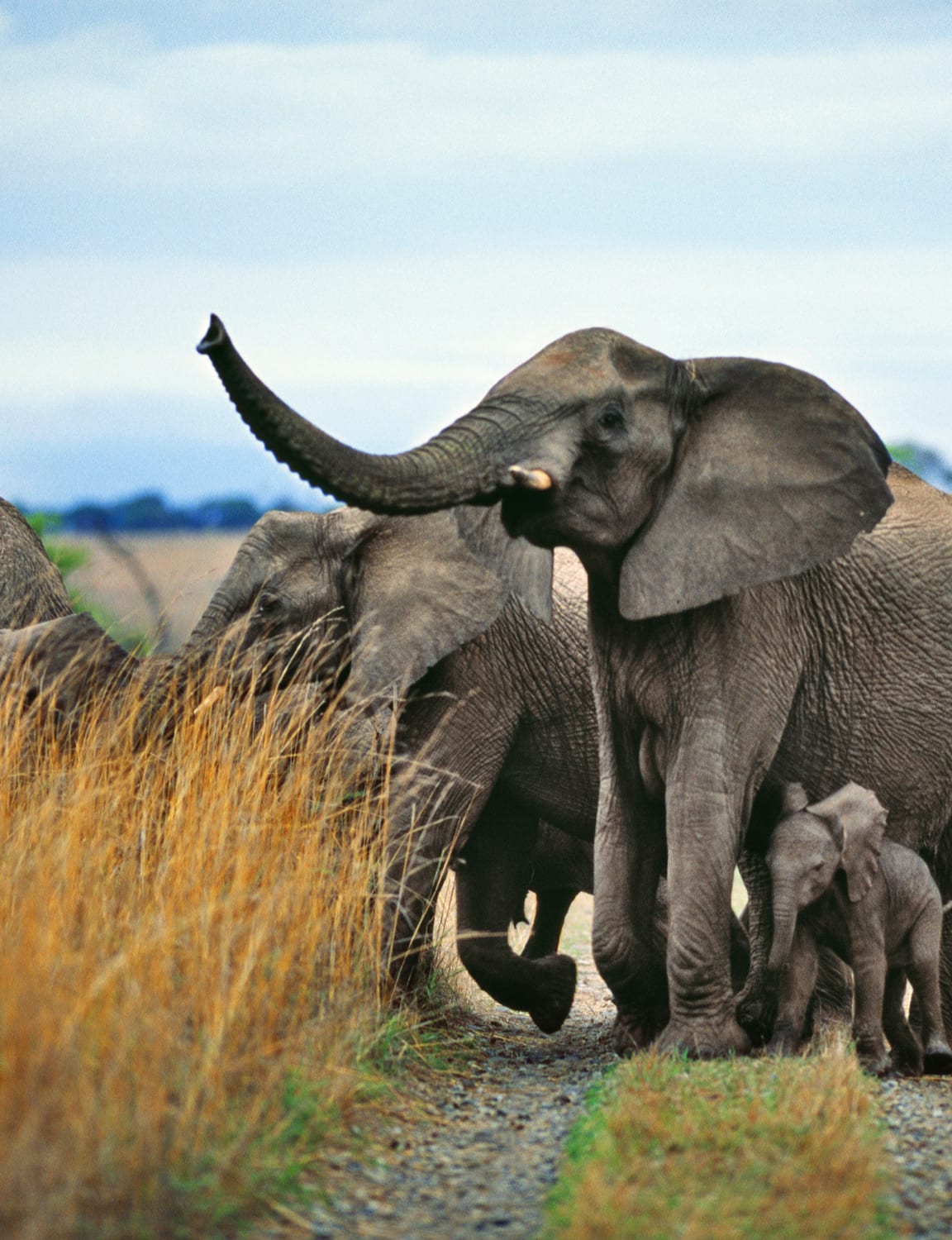 Afrikanische Safari Landschaftsmalerei