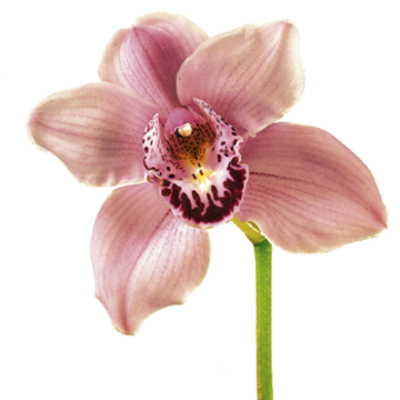 Yuvash Vaidya - Orchid Artwork