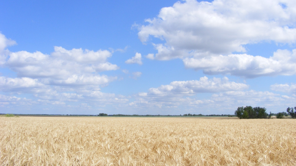 Åker med moden hvete under en lettskyet sommerhimmel