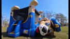 Police Dog Bounce House Rental Youtube
