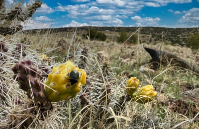 1.02 acres in Concho, Arizona
