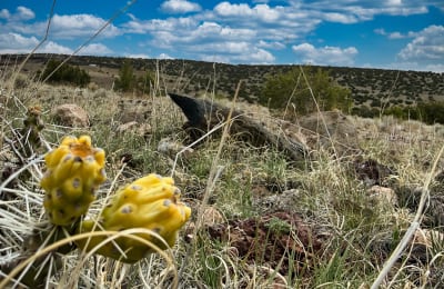 1.02 acres in Concho, Arizona