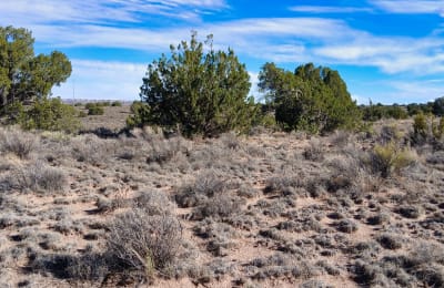 1 acre in Sanders, Arizona