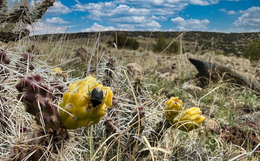 1.02 acres in Concho, Arizona