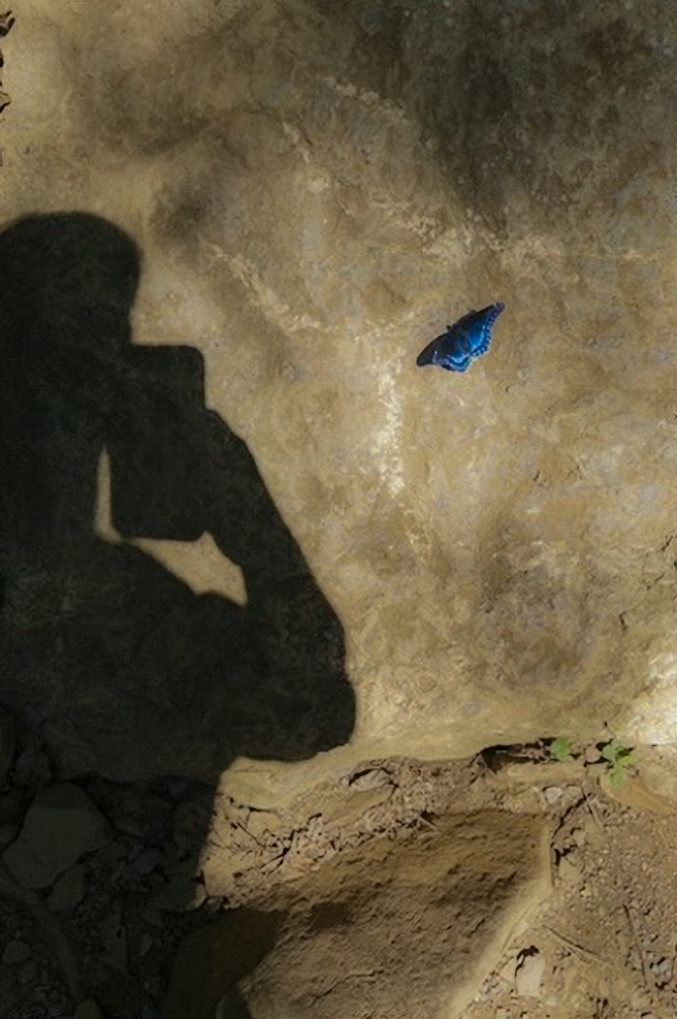 The photographer's crouched shadow falls across sunlit rock as a blue morpho butterfly rests nearby, wings open.