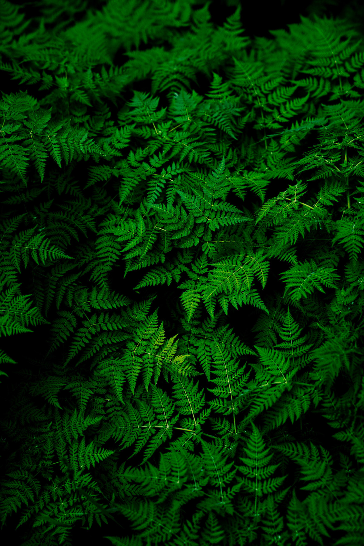 Vibrant green ferns growing against dark background