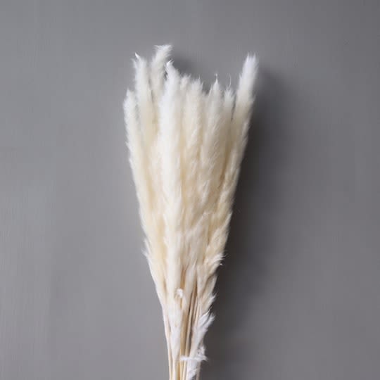 Cooee Design Pampas Dried Flowers White