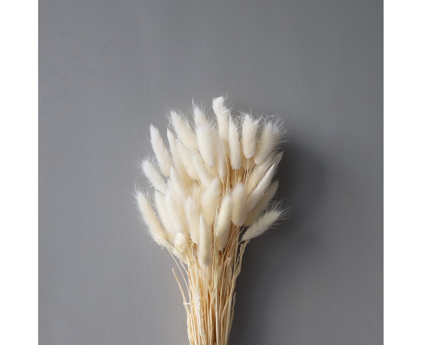 Cooee Design Lagurus Getrocknete Blumen Weiß