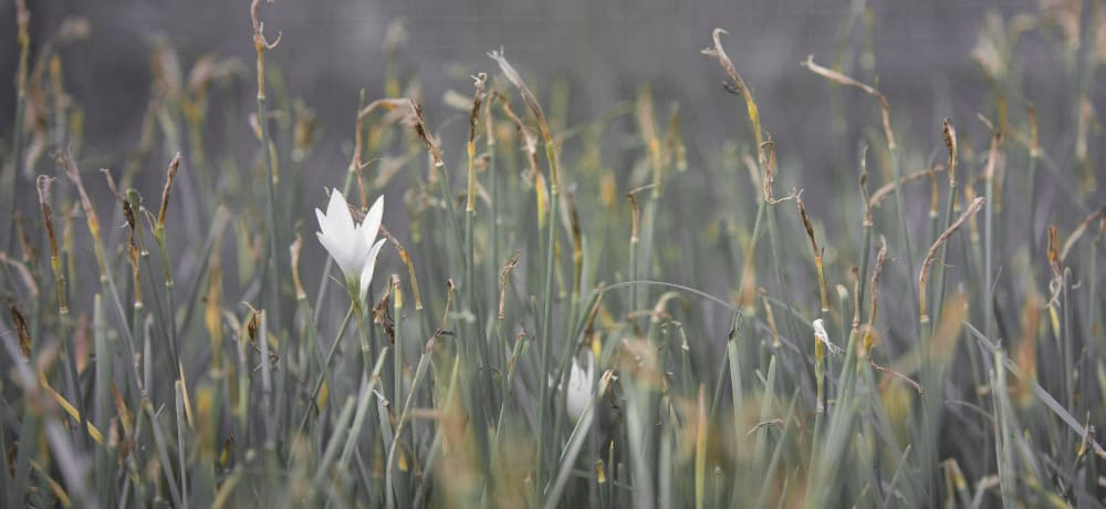 field with tall grass and a flower