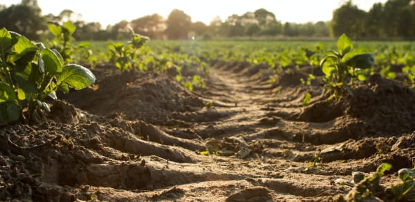 Update with descriptive alt text