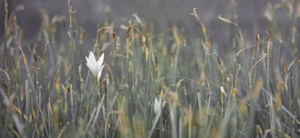field with tall grass and a flower