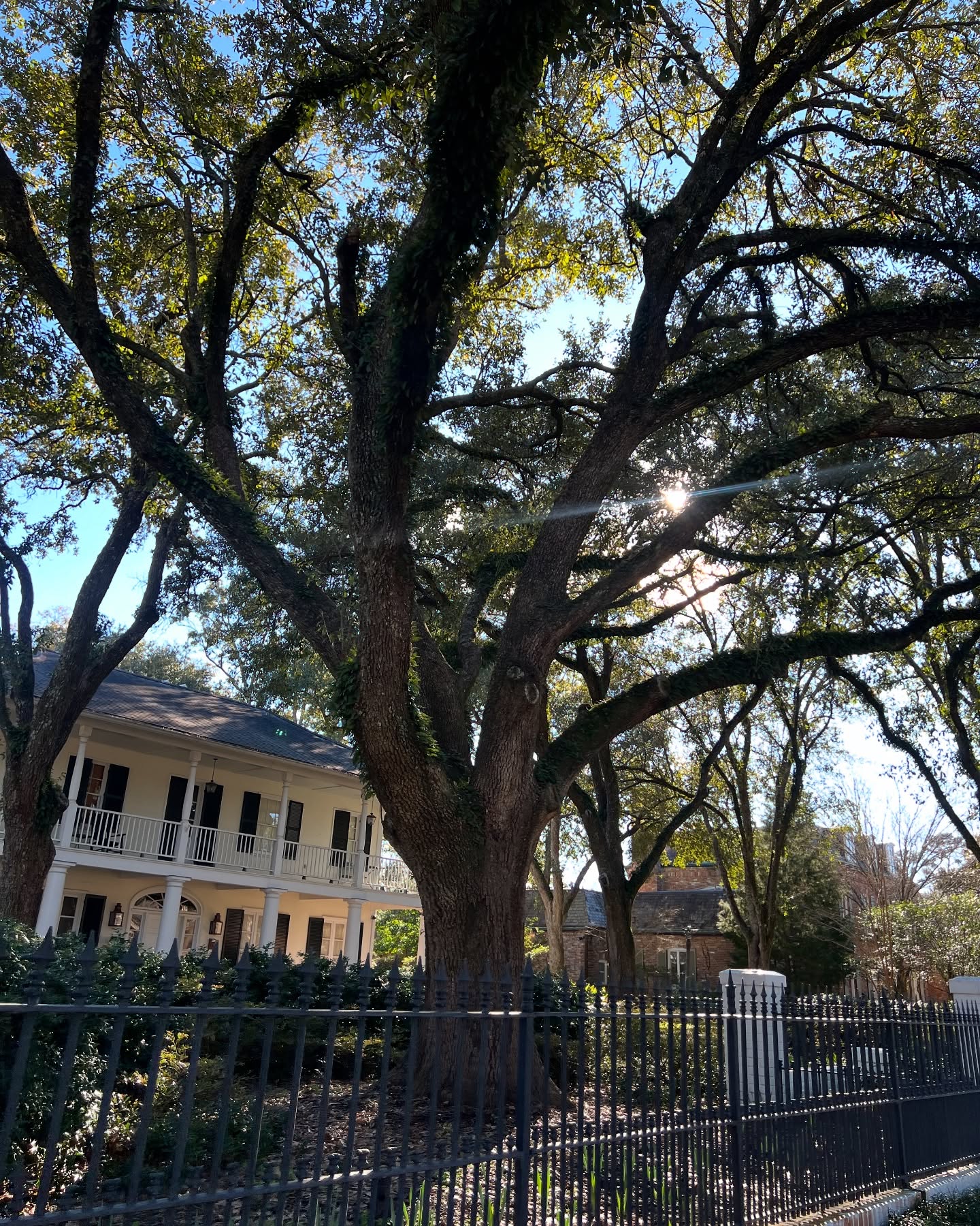I really really love Oak trees & Southern Louisian...