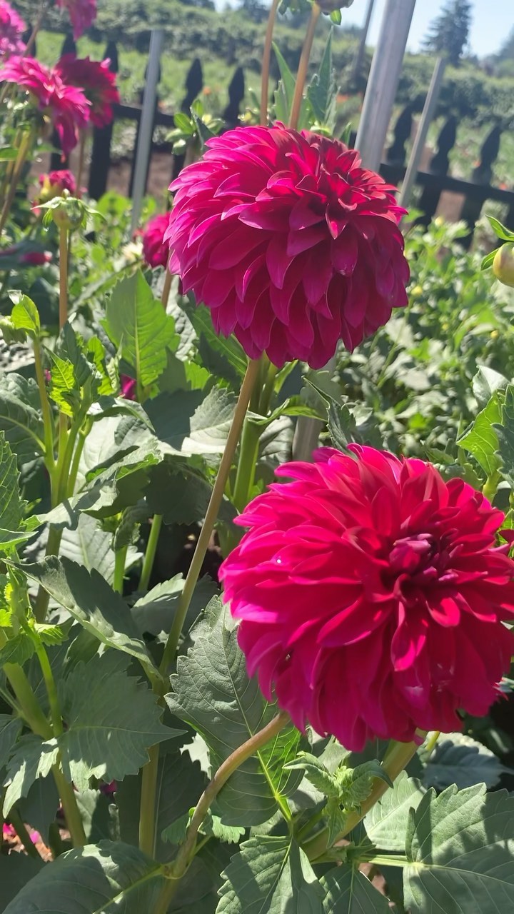 Natural beauty 

#stopandsmelltheflowers #romantic...