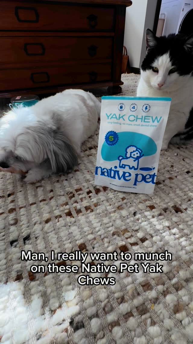 A brief message from Rocky and Panda about @native...