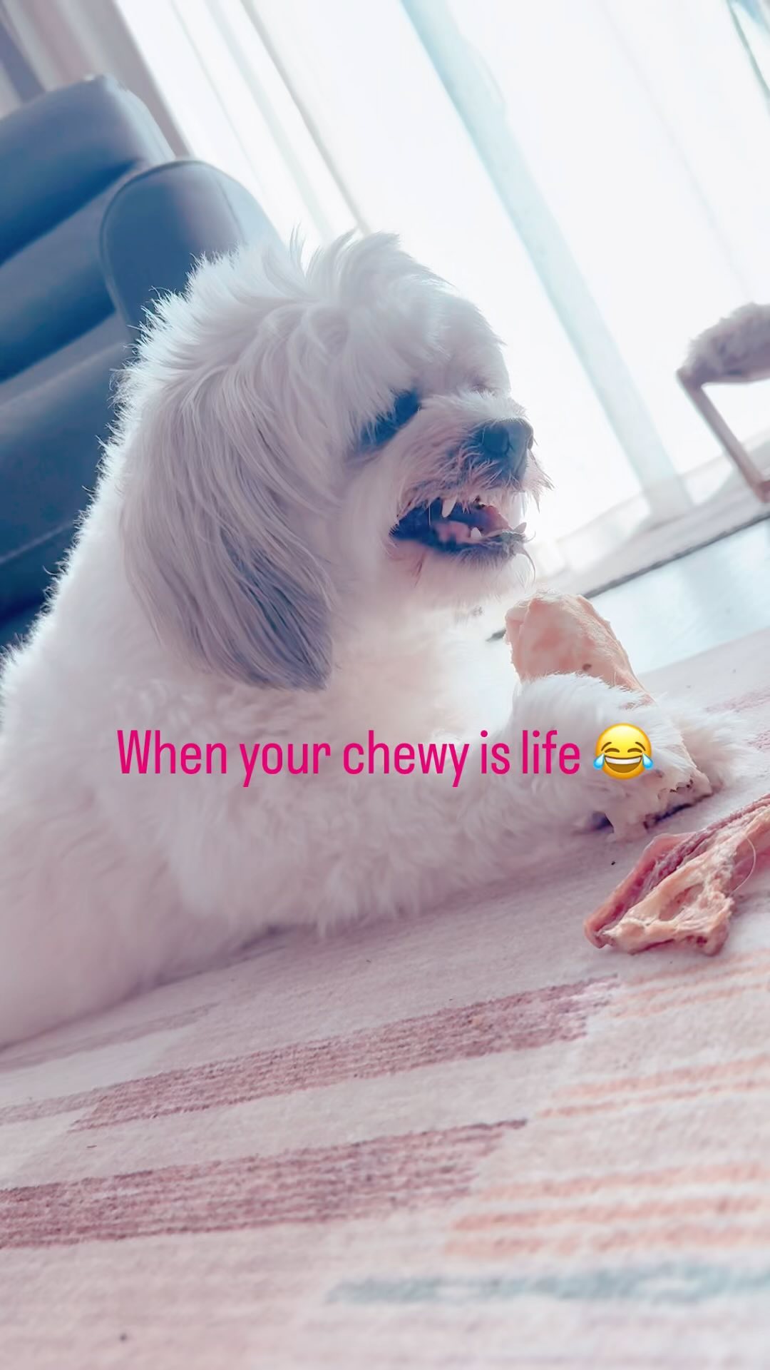 Rocky loves his @earthanimal1979 no hide chews.  A...
