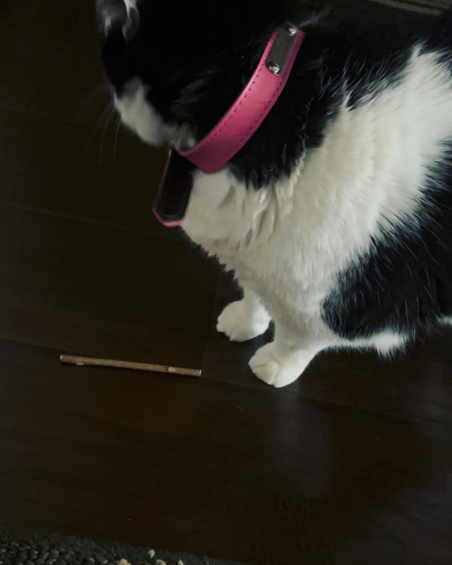 Panda LOVES her new toys and collar from  @pet.sho...