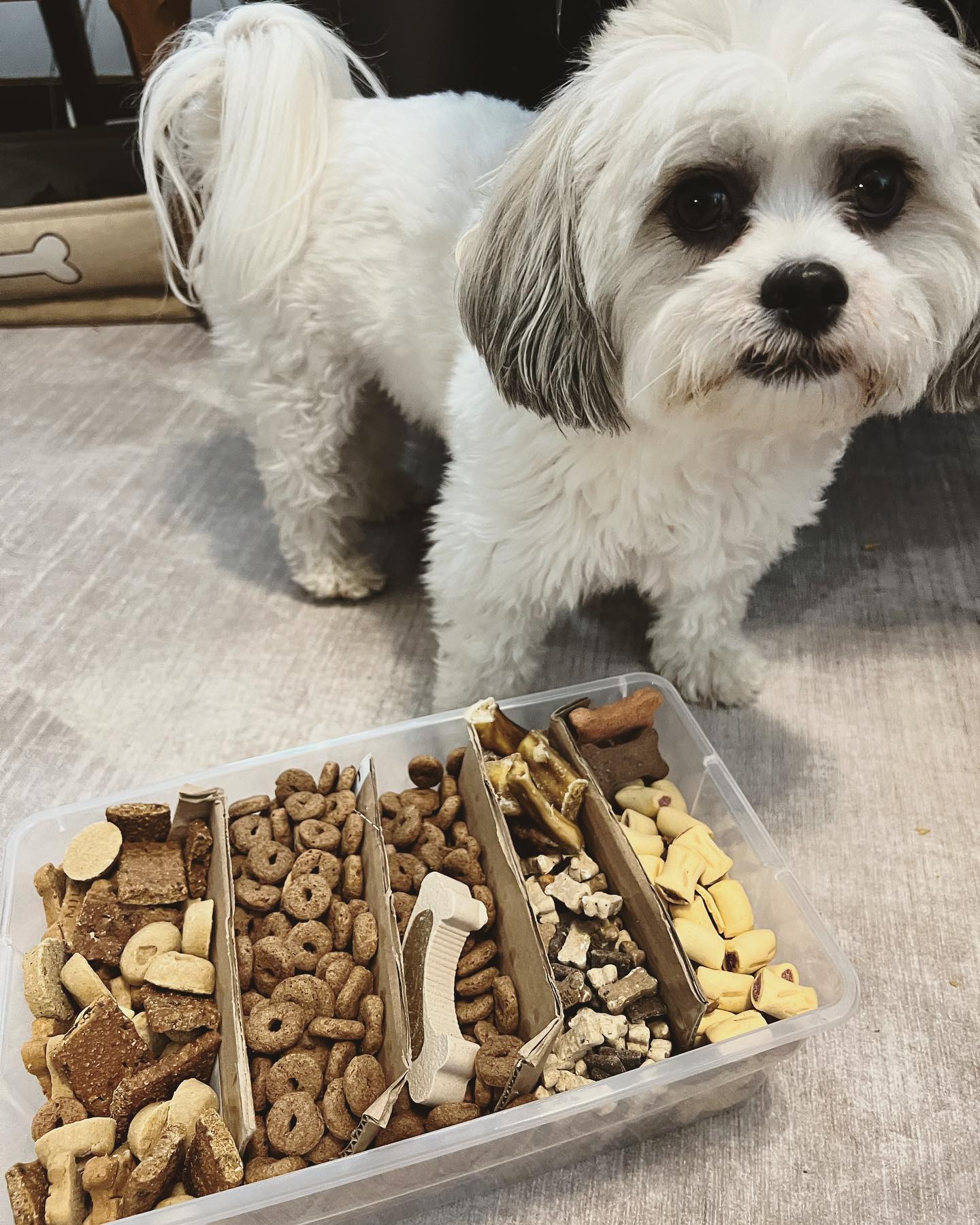 Dog mom hack!  Rocky always wants to smell every t...