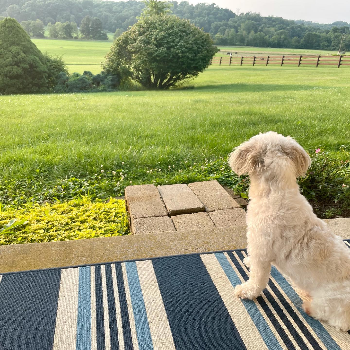 Soaking up the summer evenings!...