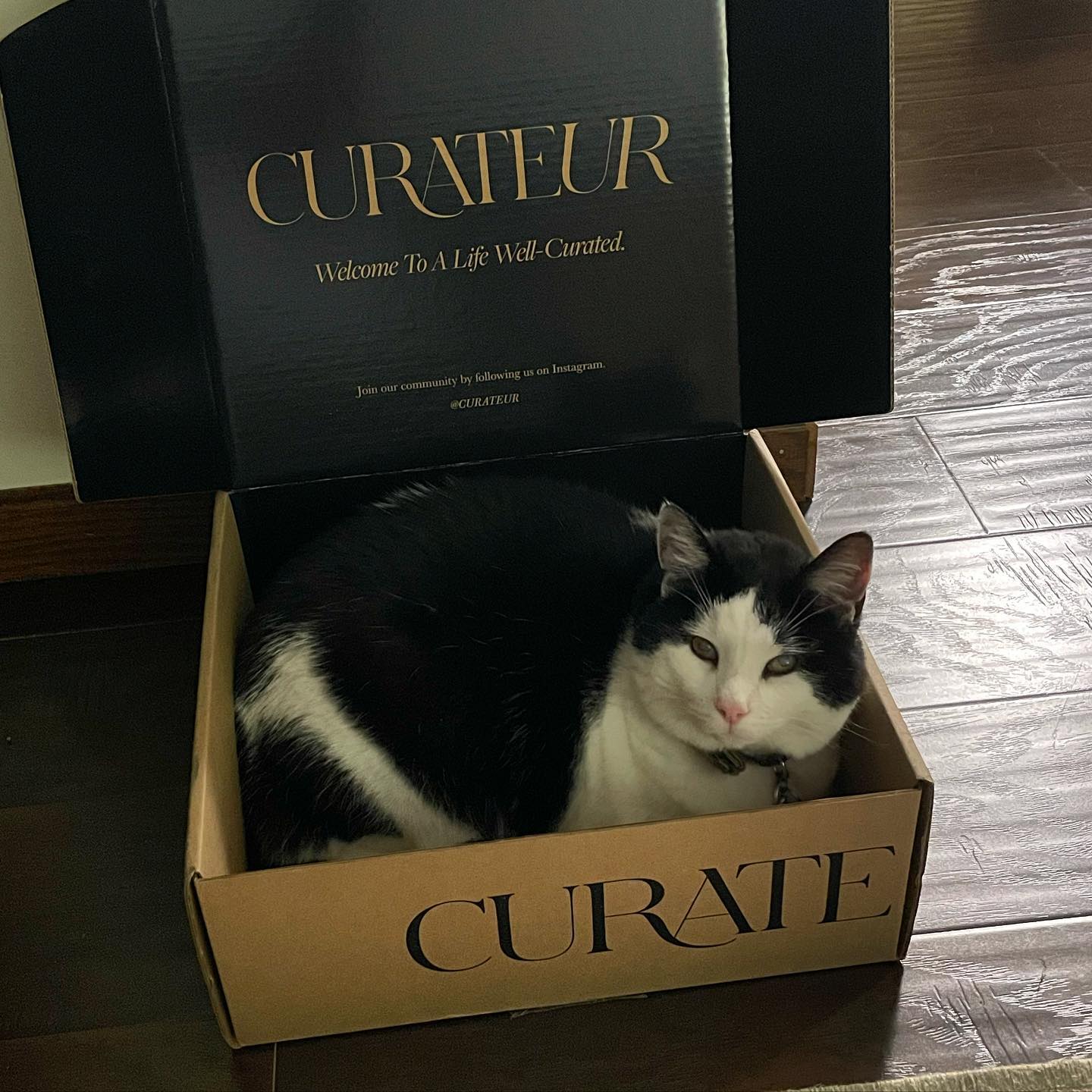 She’s a very stylish kitty. @curateur...