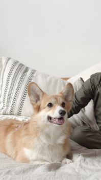 BEST FRIENDS - Pets Video Ad