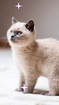 INTERNATIONAL CAT DAY - Pets Video Ad