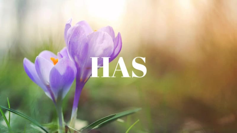 SPRING BEAUTY at 1 seconds