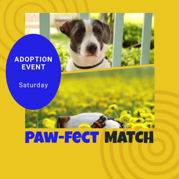 PET ADOPTION at 2 seconds