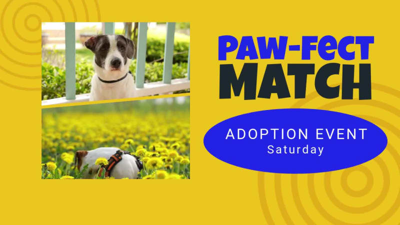 PET ADOPTION at 2 seconds