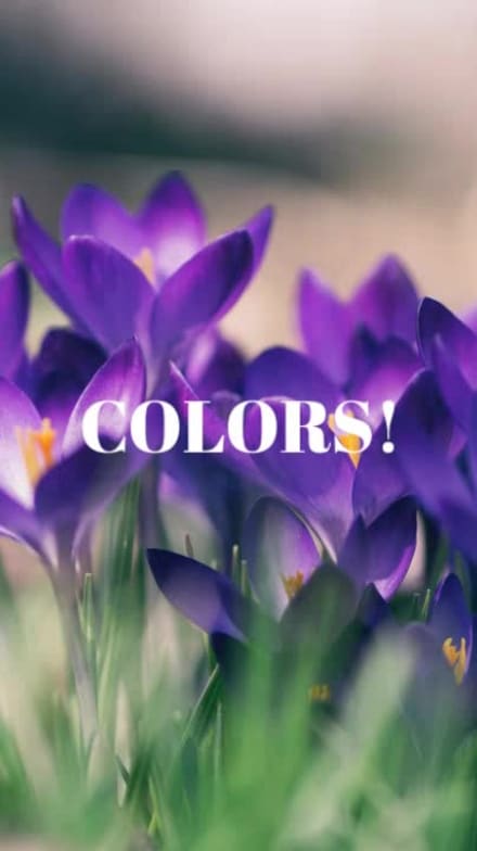 SPRING BEAUTY at 3 seconds