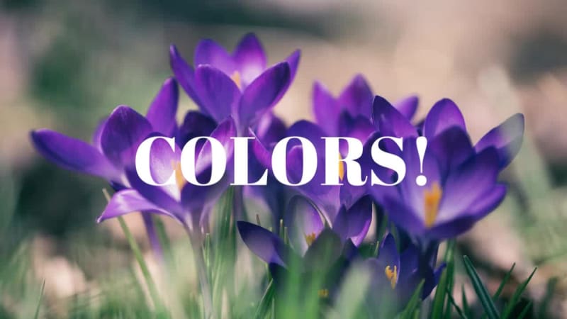 SPRING BEAUTY at 3 seconds
