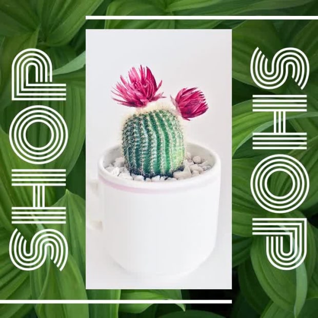 SHOP at 4 seconds