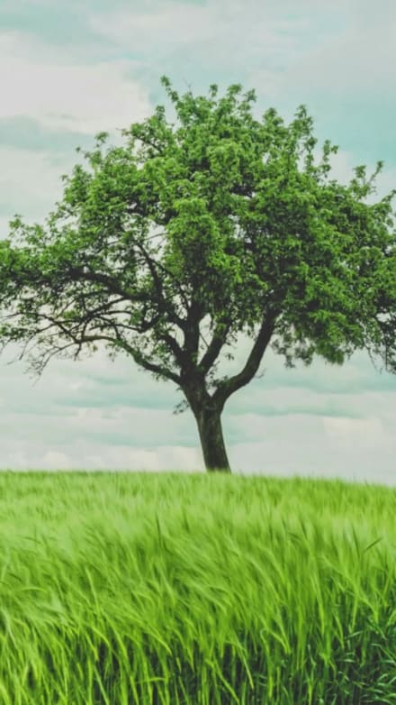 PLANT A TREE at 7 seconds