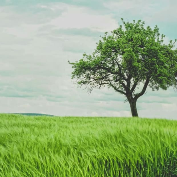 PLANT A TREE at 7 seconds