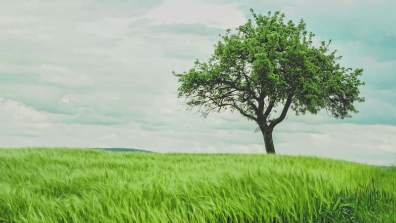 PLANT A TREE at 7 seconds
