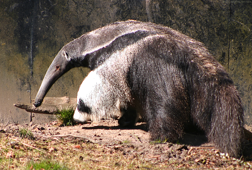 The Most Bizarre German Animal Names The Most Bizarre German Animal Names