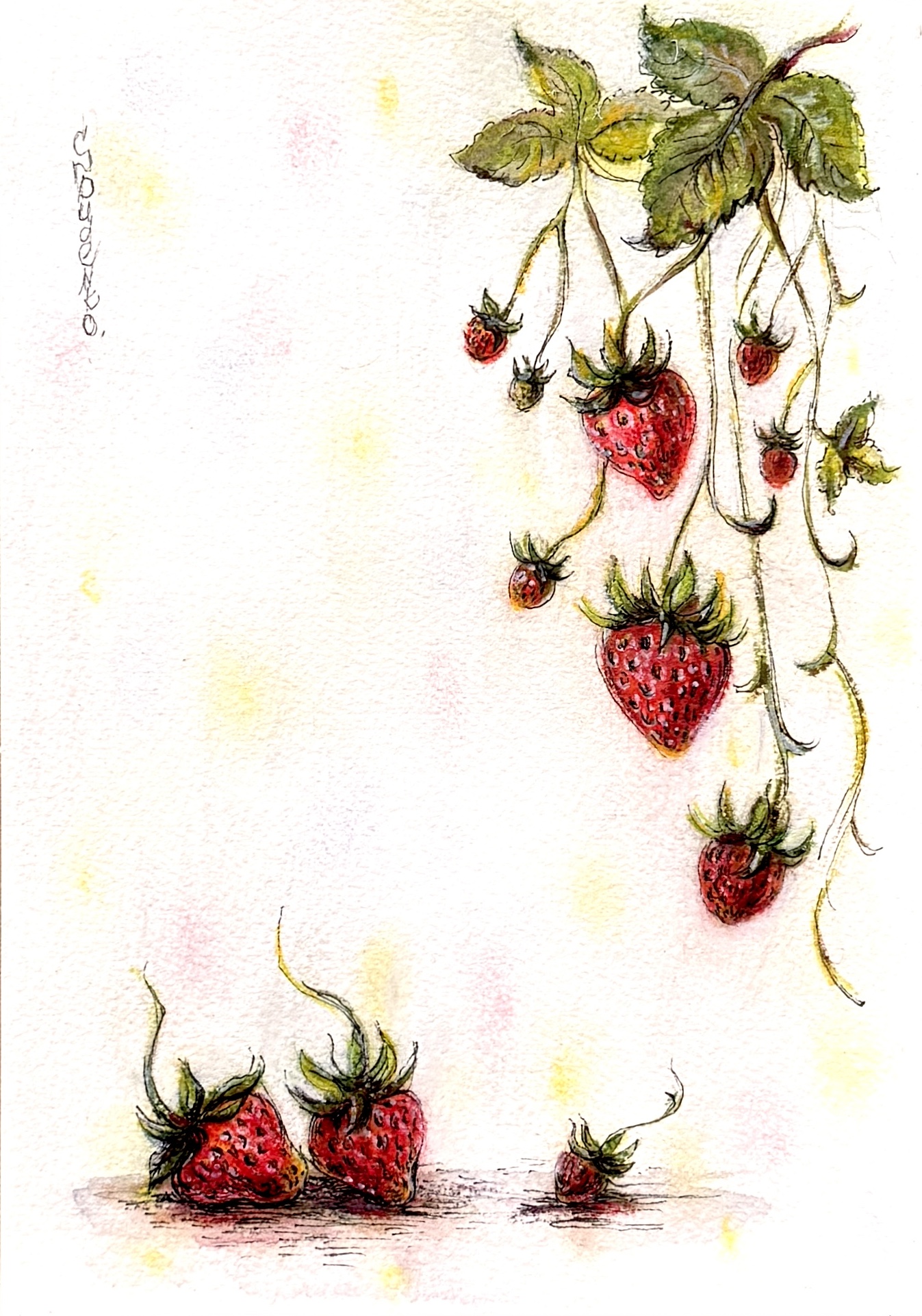 Wild Strawberry