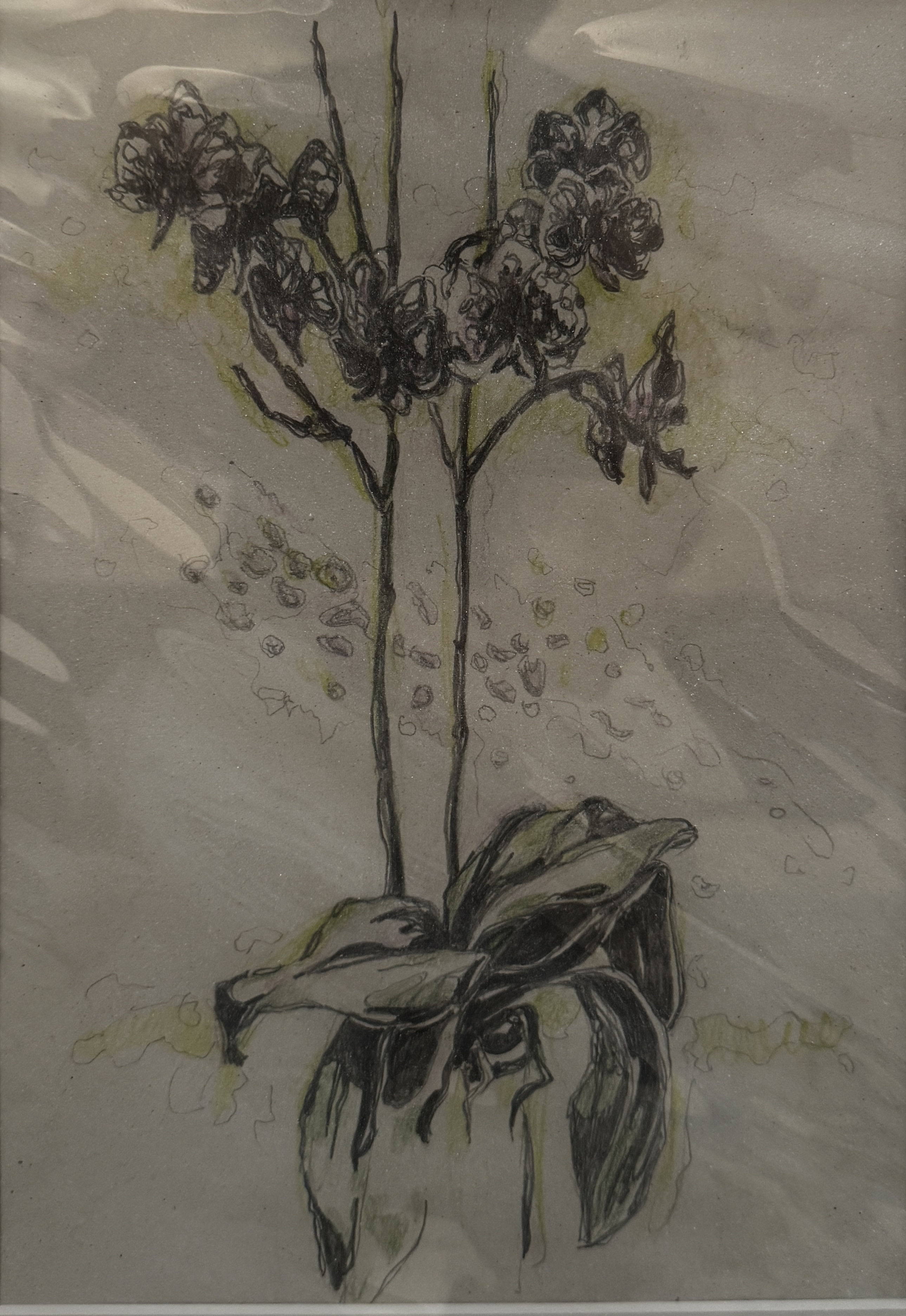 Orchid