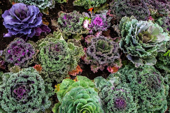 Kale Production